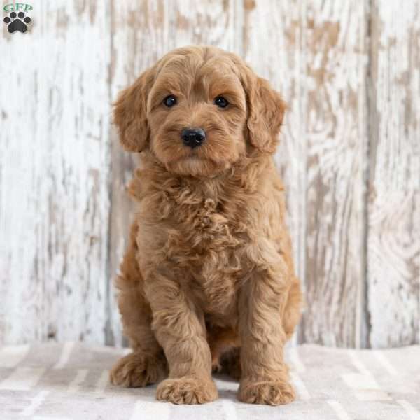 Scott, Mini Goldendoodle Puppy